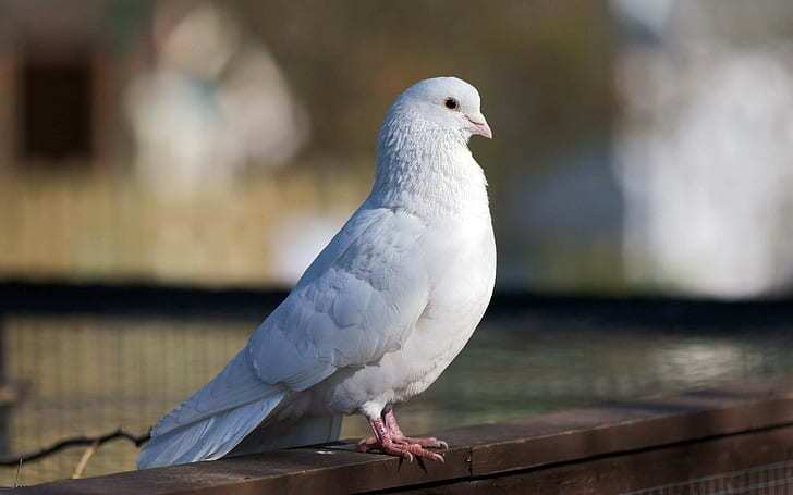 Are White Doves Wild
