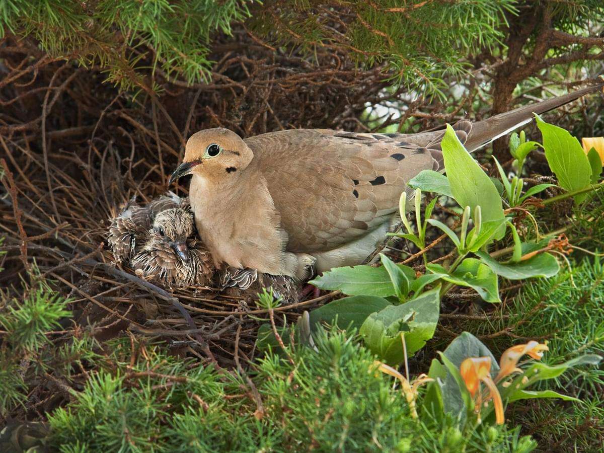 How Long Do Mourning Doves Sit On Their Eggs
