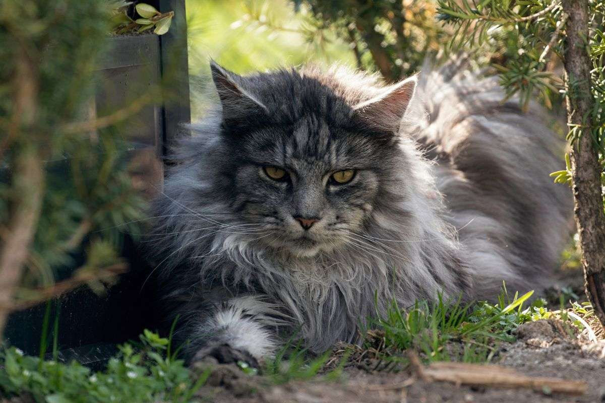 Where Do Maine Coon Cats Live
