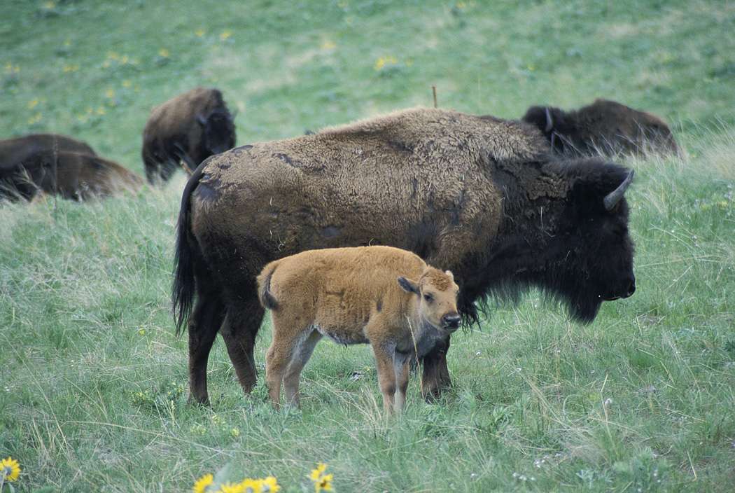 Are Bison Related To Cows