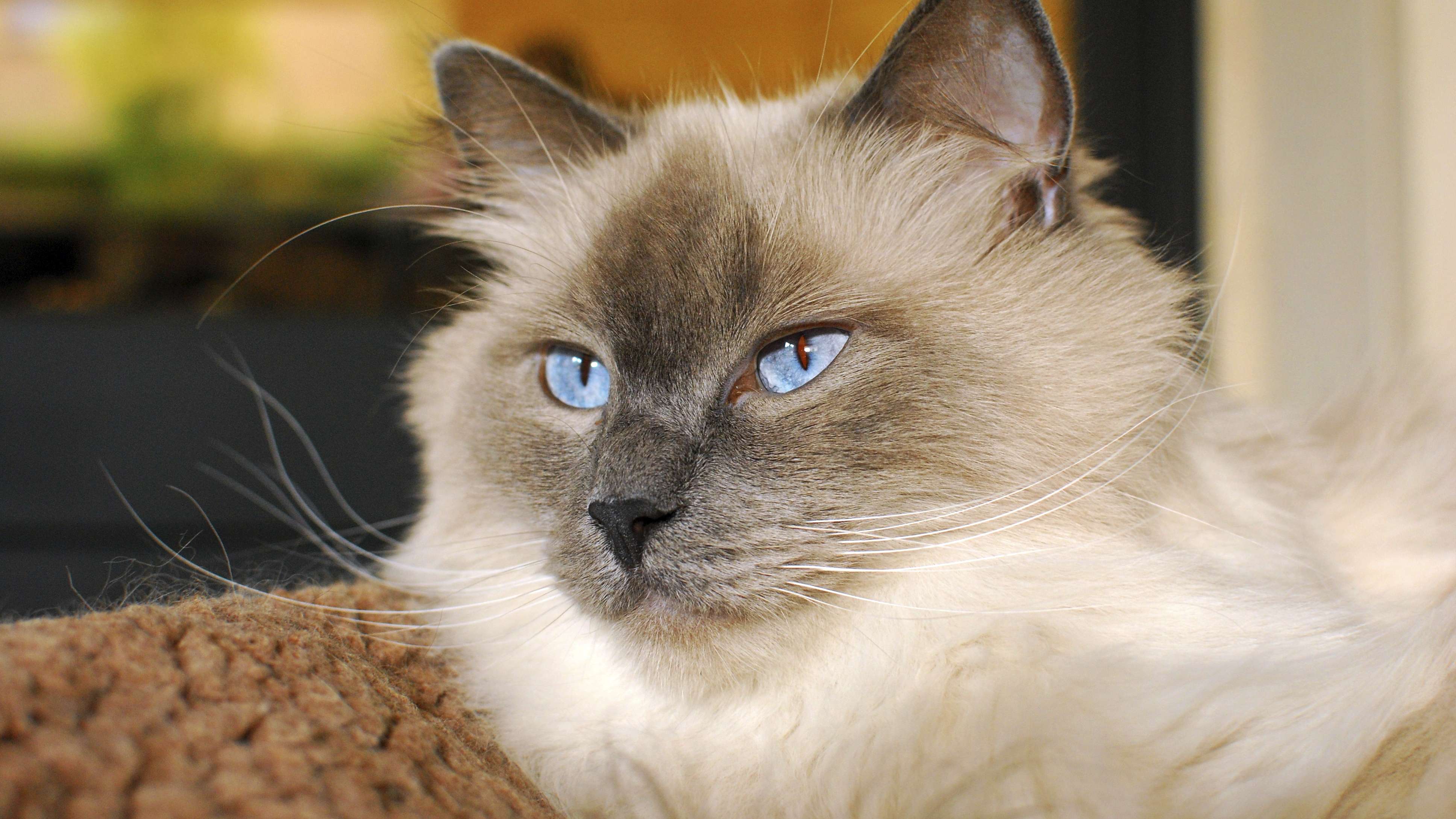 Do All Siamese Cats Have Blue Eyes