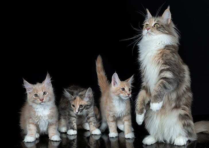 Are There Different Types Of Maine Coon Cats