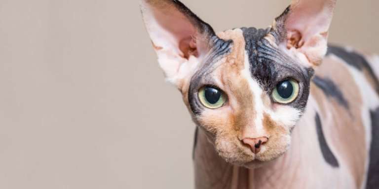 Are Sphynx Cats Smart
