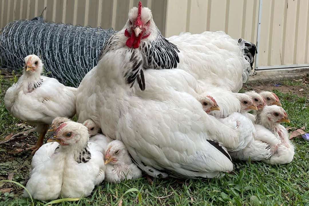 How To Handle A Broody Hen