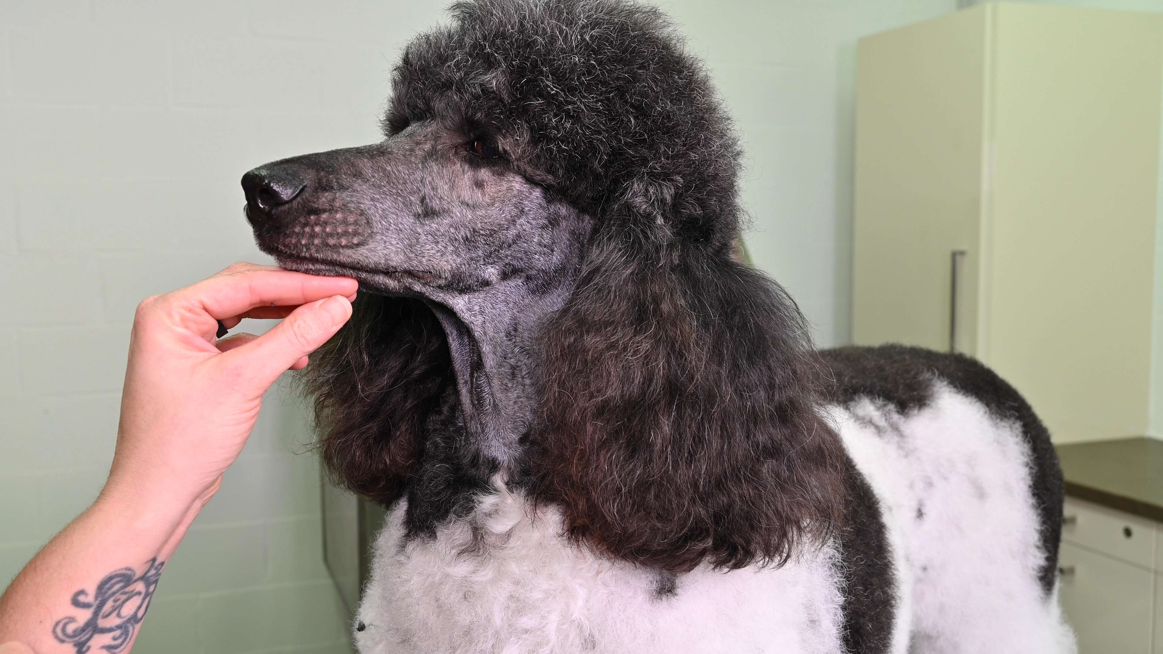 How To Trim A Poodles Face