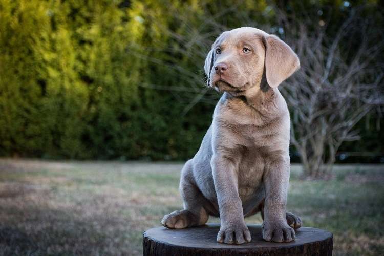 What Are Silver Labradors
