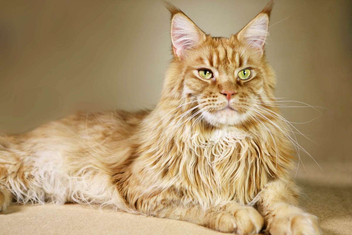 What Is The Average Weight Of A Maine Coon Cat