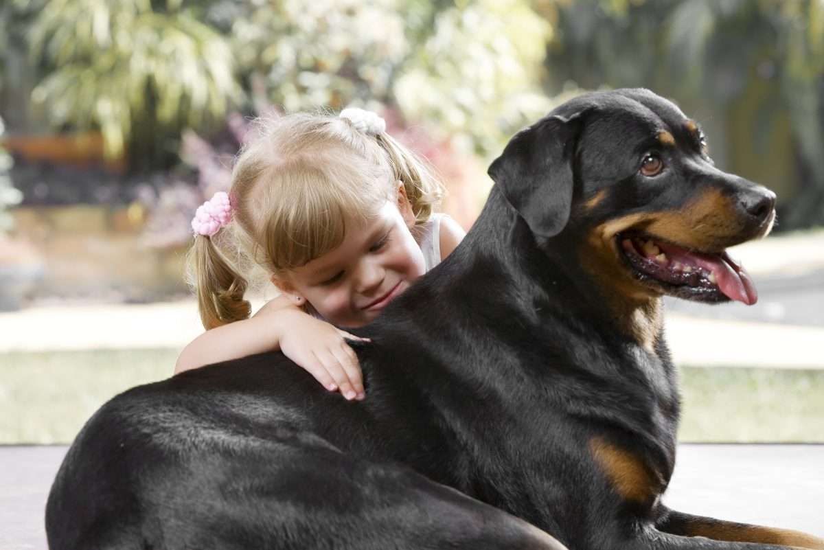 Are Rottweilers Affectionate