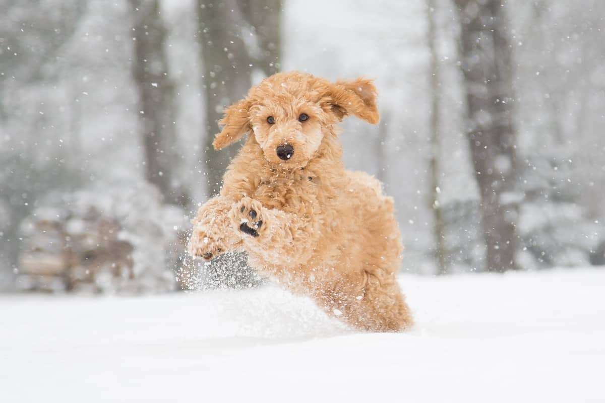 Can Poodles Handle Cold Weather