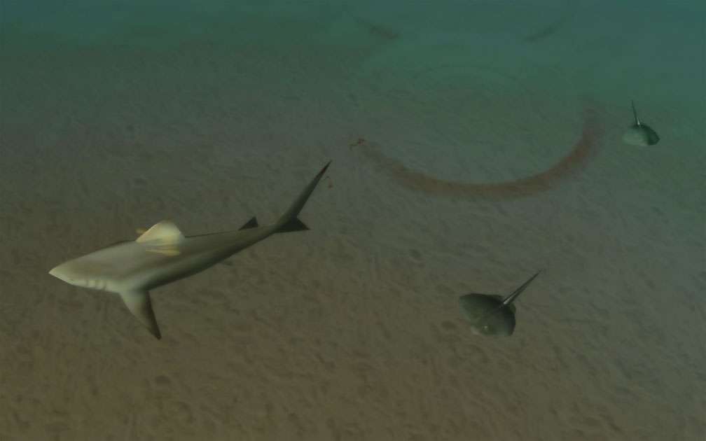 Image 01, FAQ: Underwater Wildlife About Our Parks