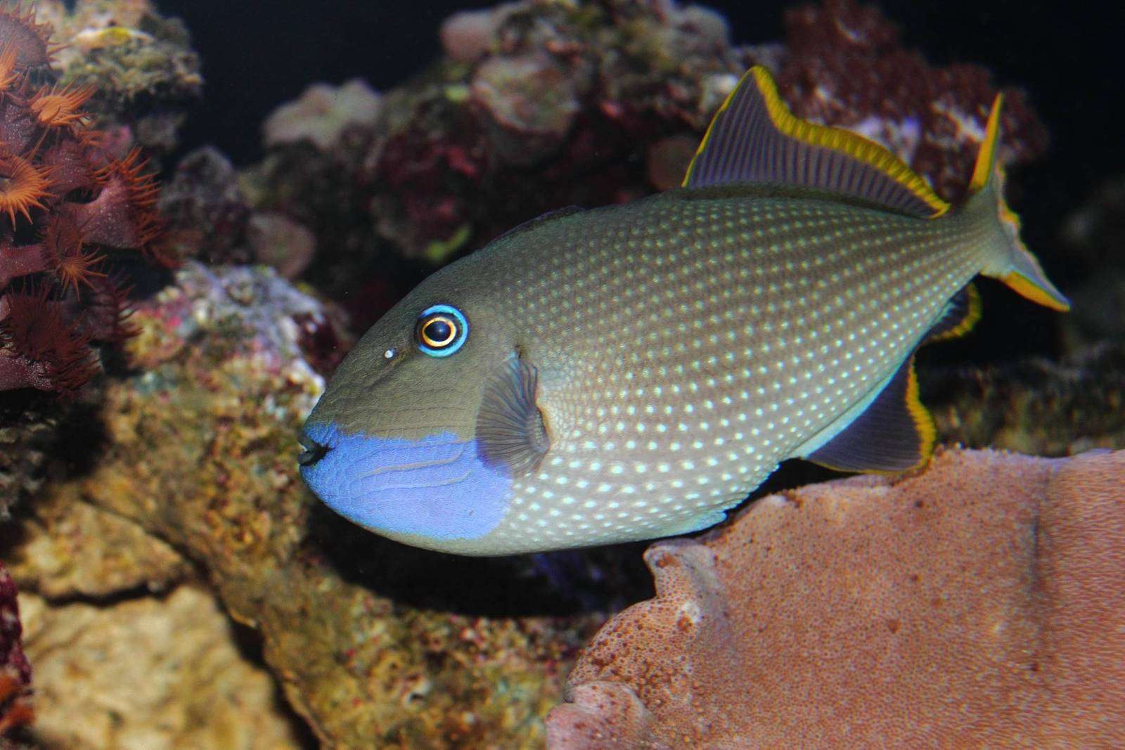 Reef-Safe Triggerfish Behavior In Coral Ecosystems