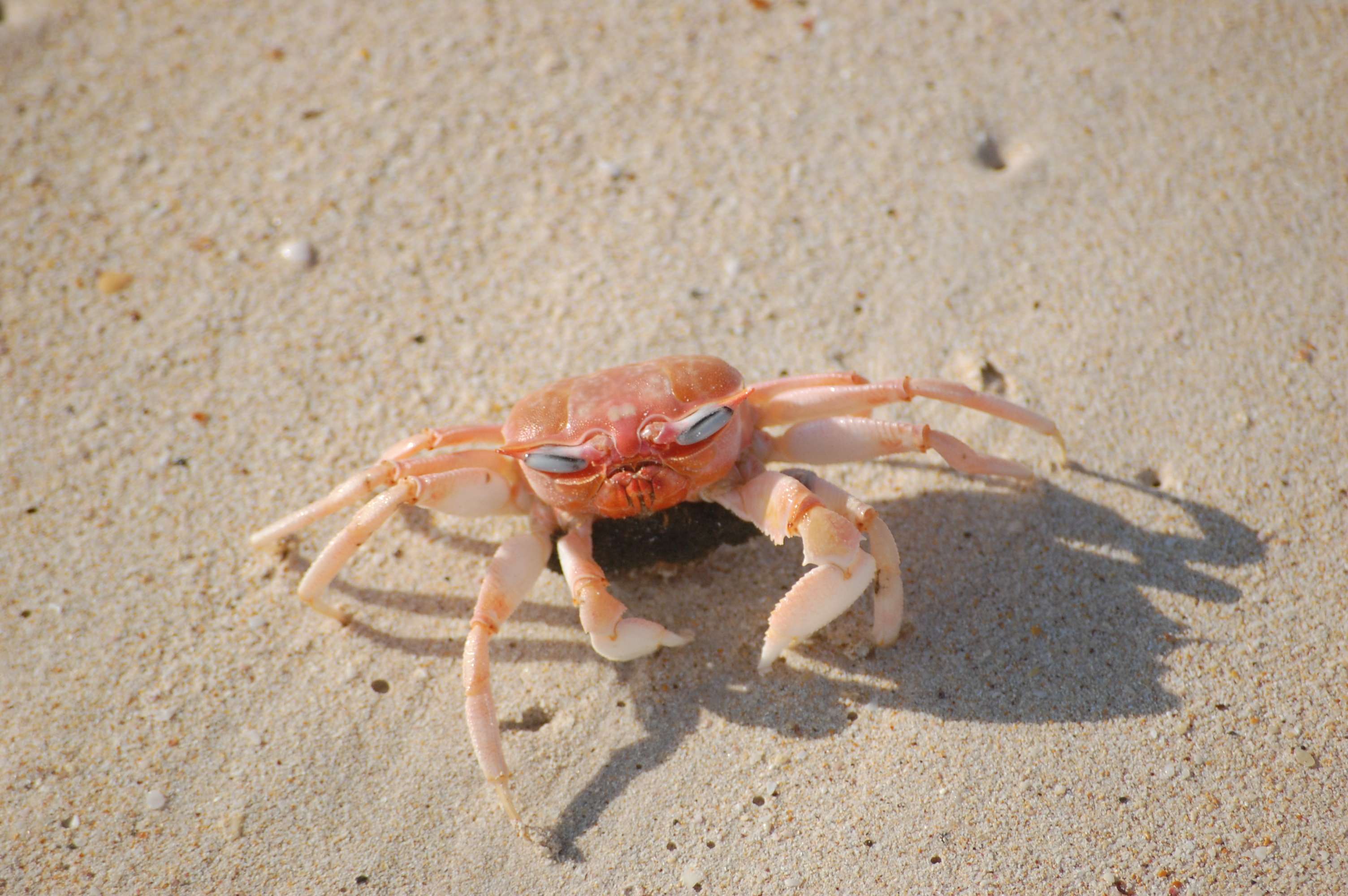 What Type Of Animal Is A Crab
