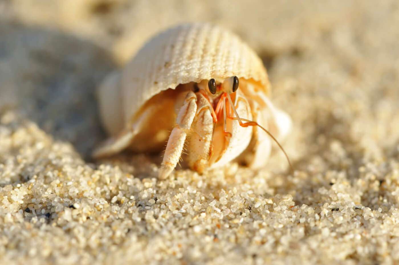 How To Take Care Of Hermit Crabs From The Beach