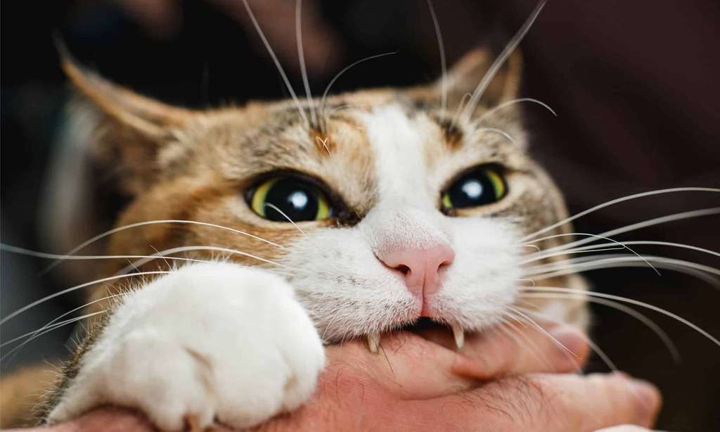 How To Get A Cat To Stop Biting 