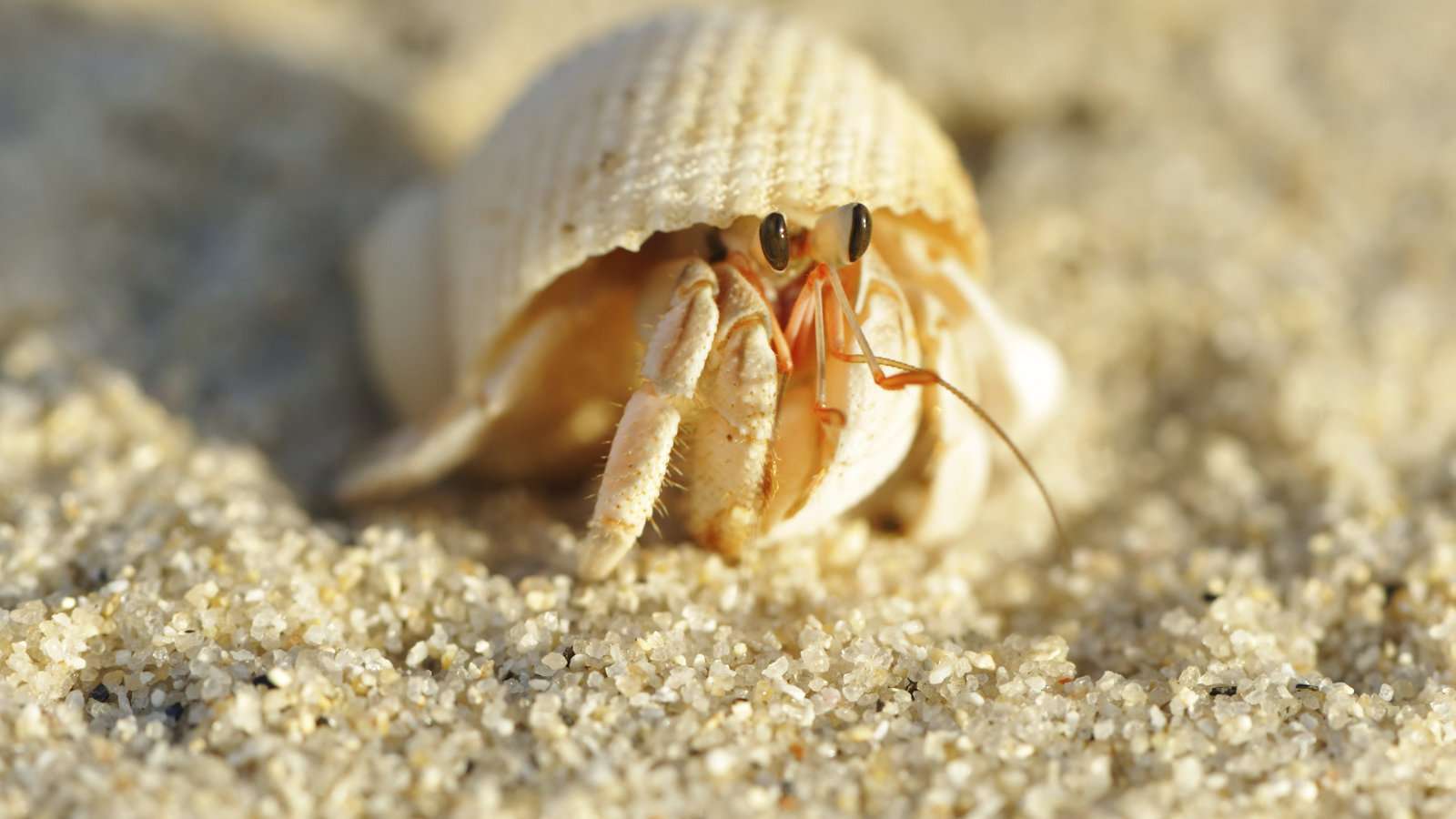 What Foods Can Hermit Crabs Eat