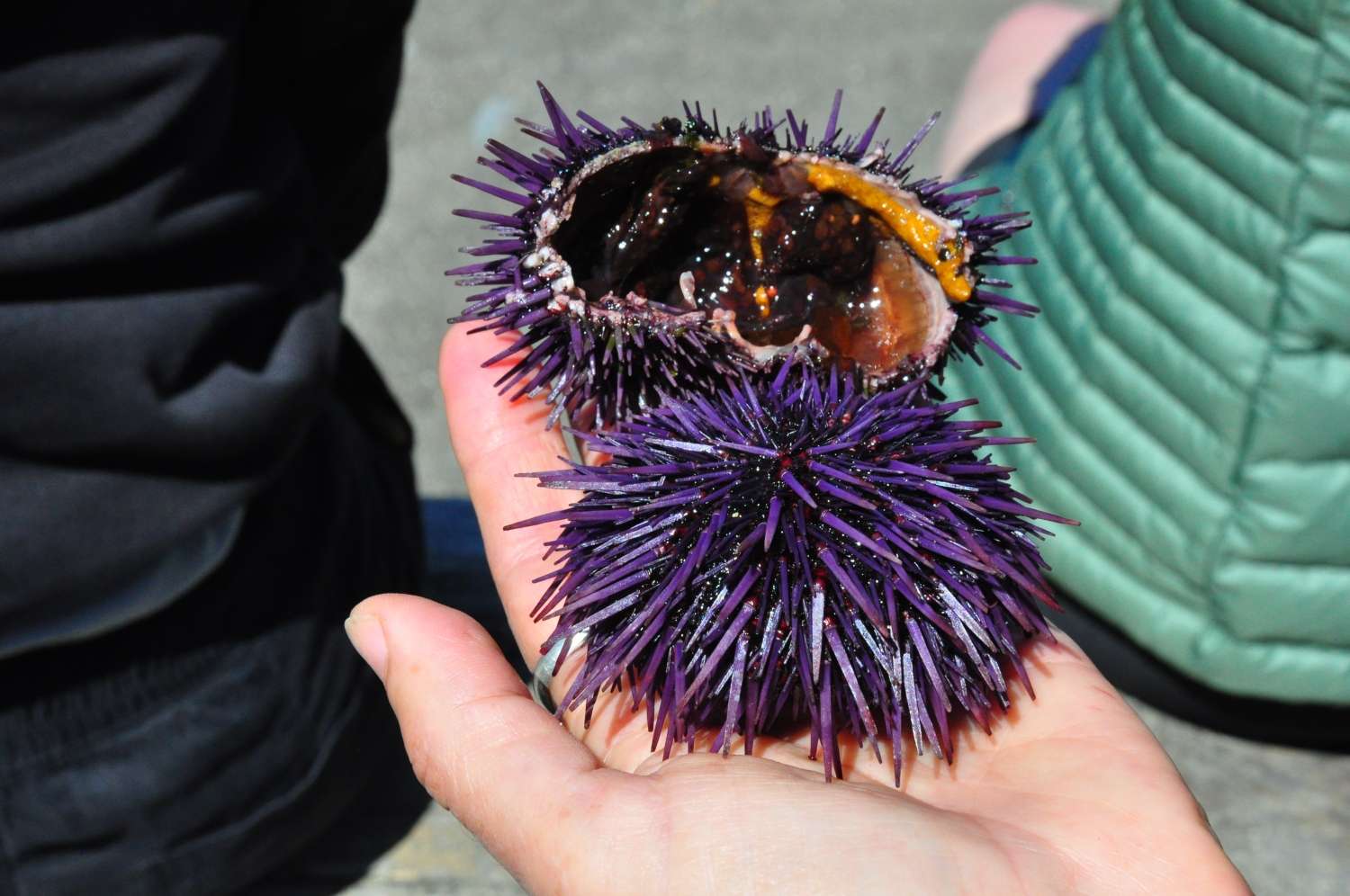 Are Sea Urchins Edible