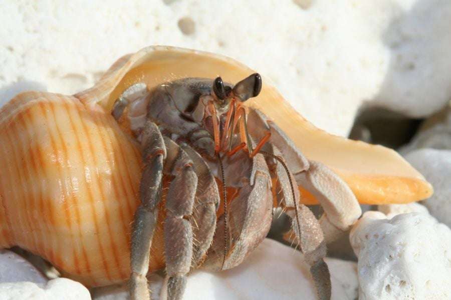 What Is Hermit Crab Molting

