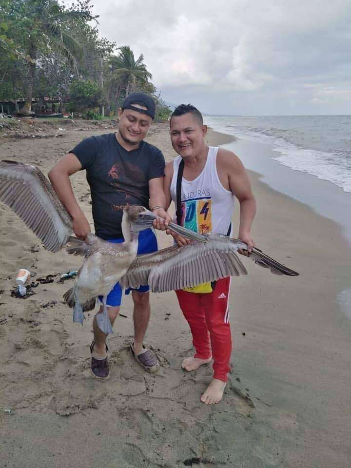 hondureños pelicano playa