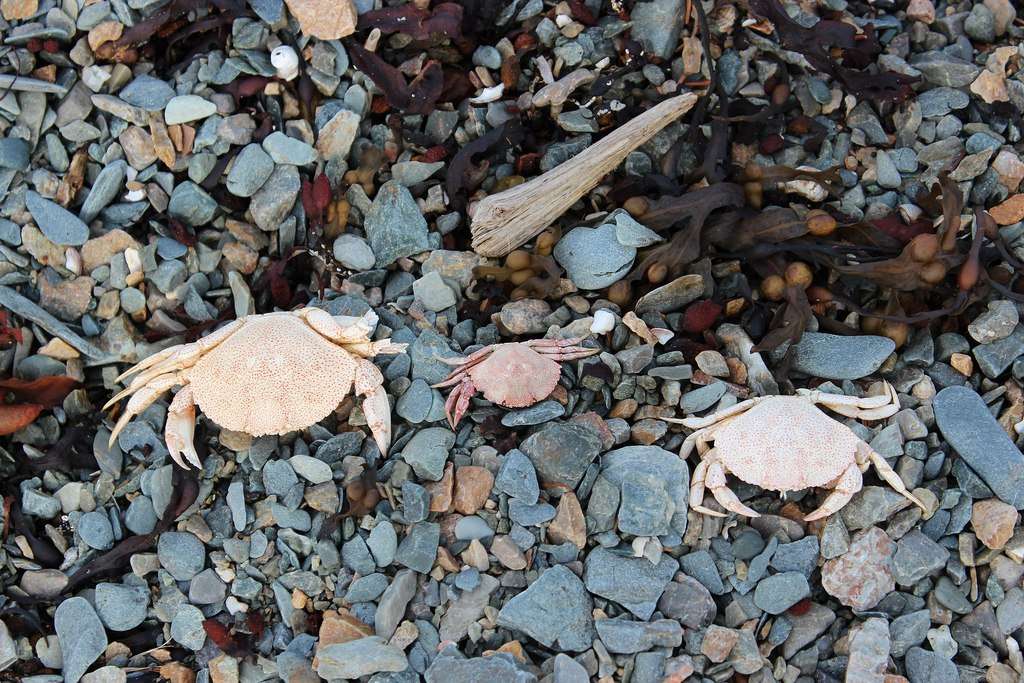 Do Crabs Shed Their Shells
