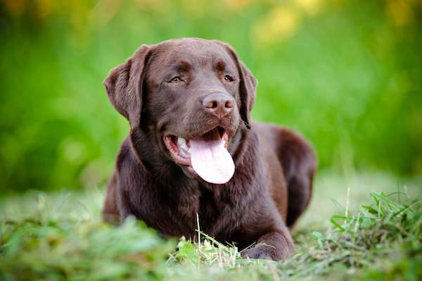 What Does A Chocolate Labrador Look Like