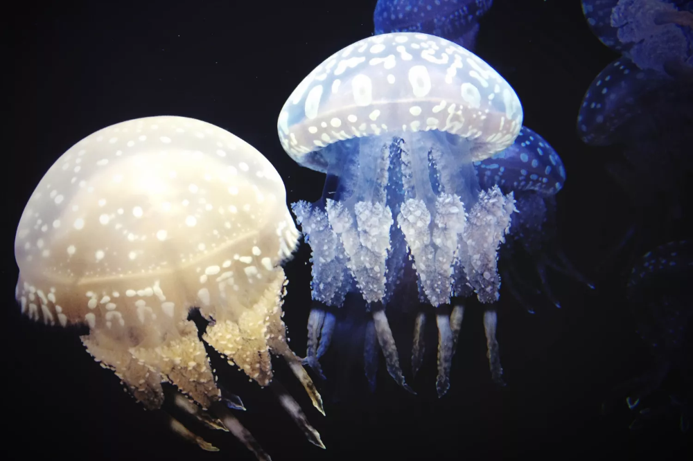 How Do Jellyfish Use Bioluminescence
