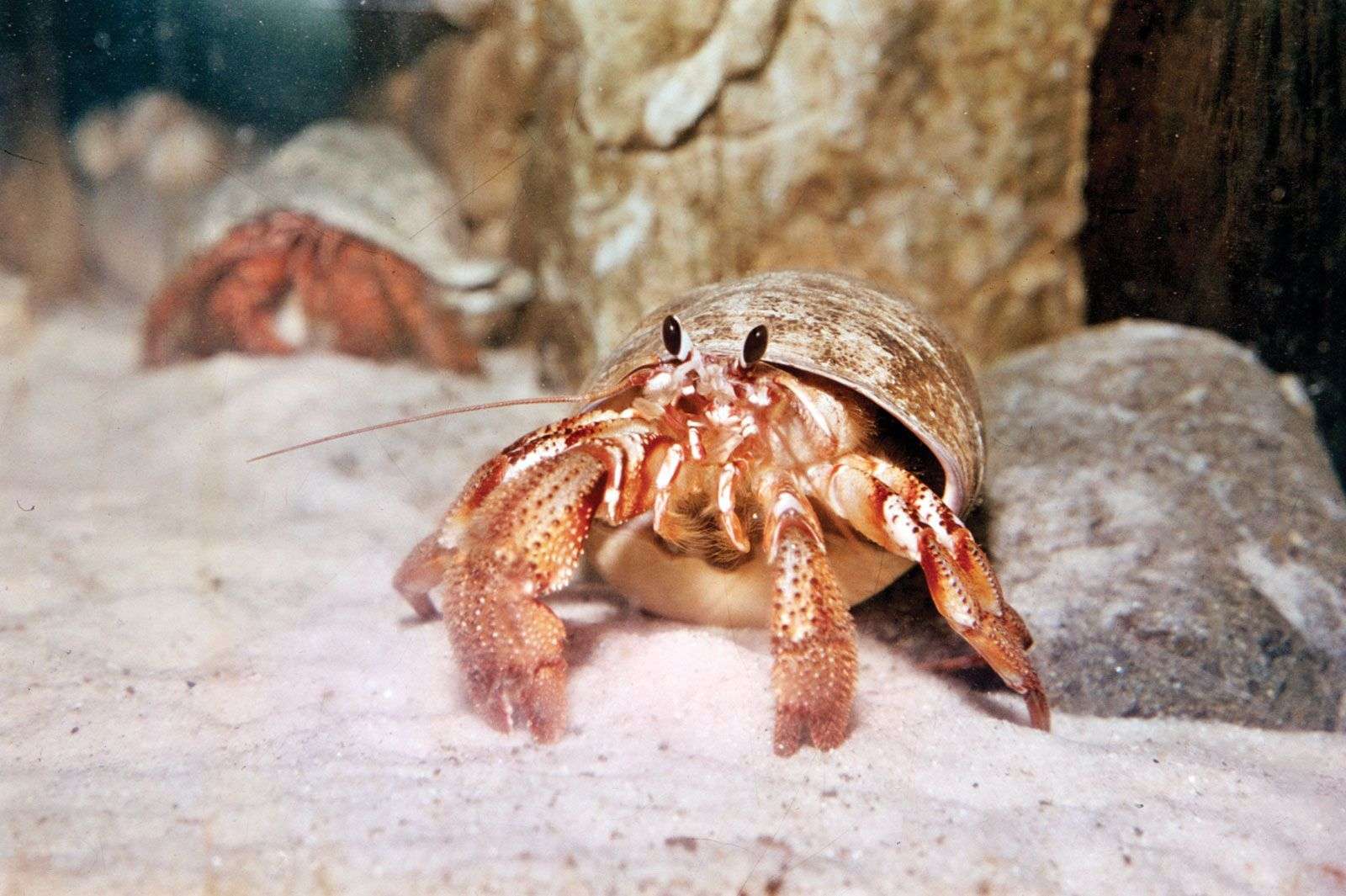 How To Care For A Hermit Crab