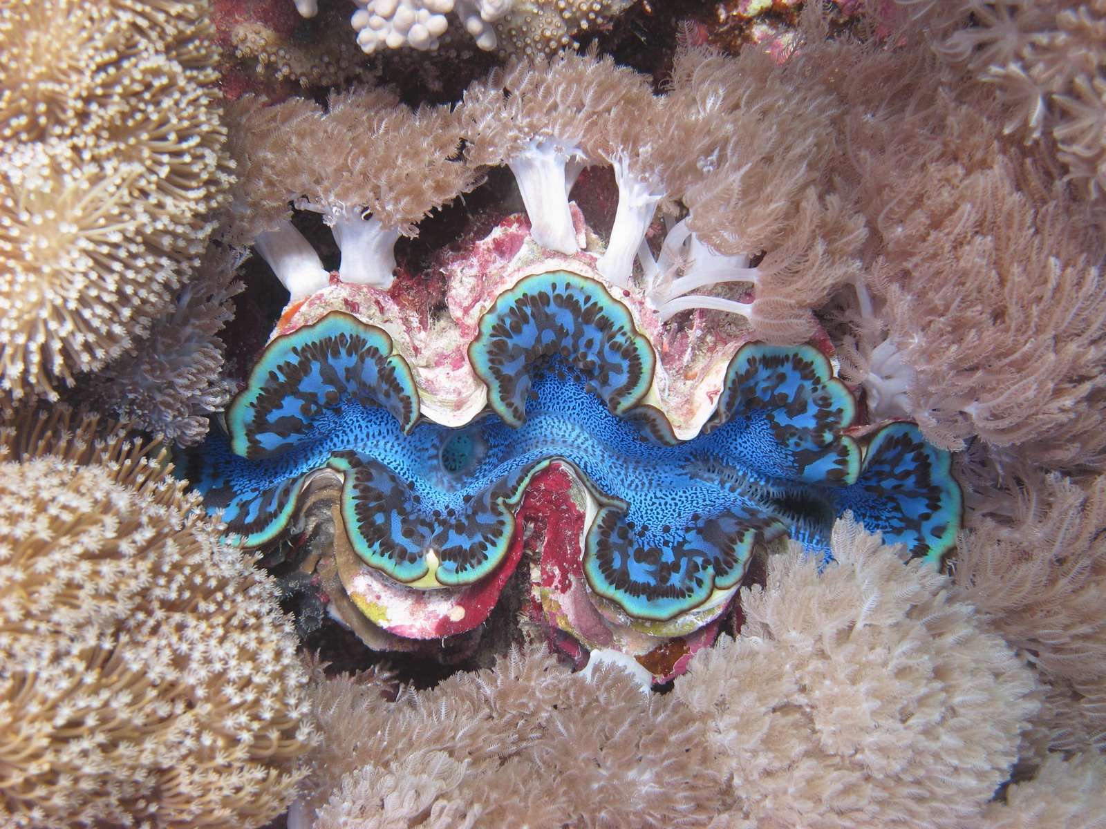 How Big Are Giant Clams