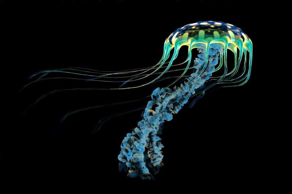 Why Are Jellyfish Bioluminescent