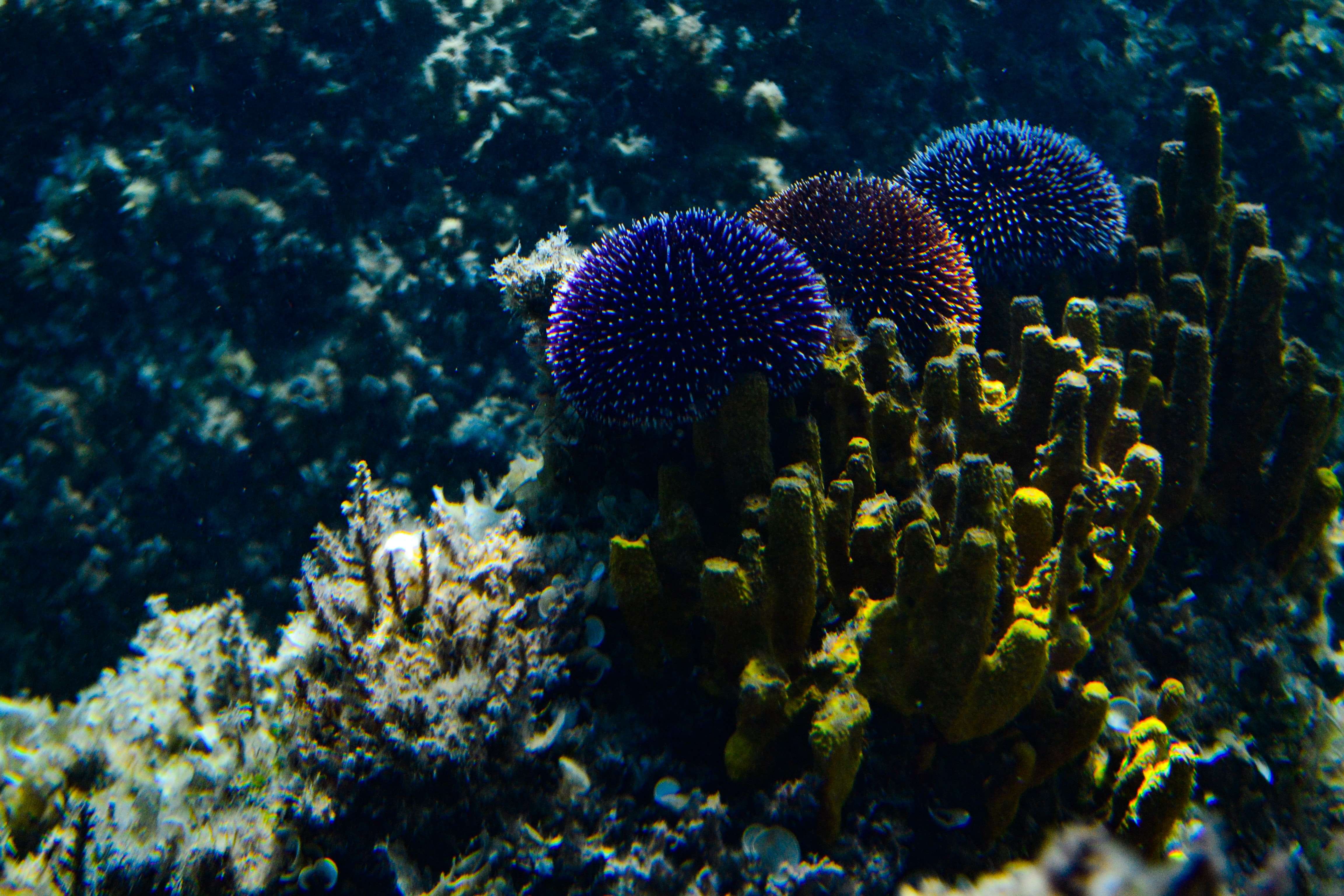 Are Sea Urchins Herbivores
