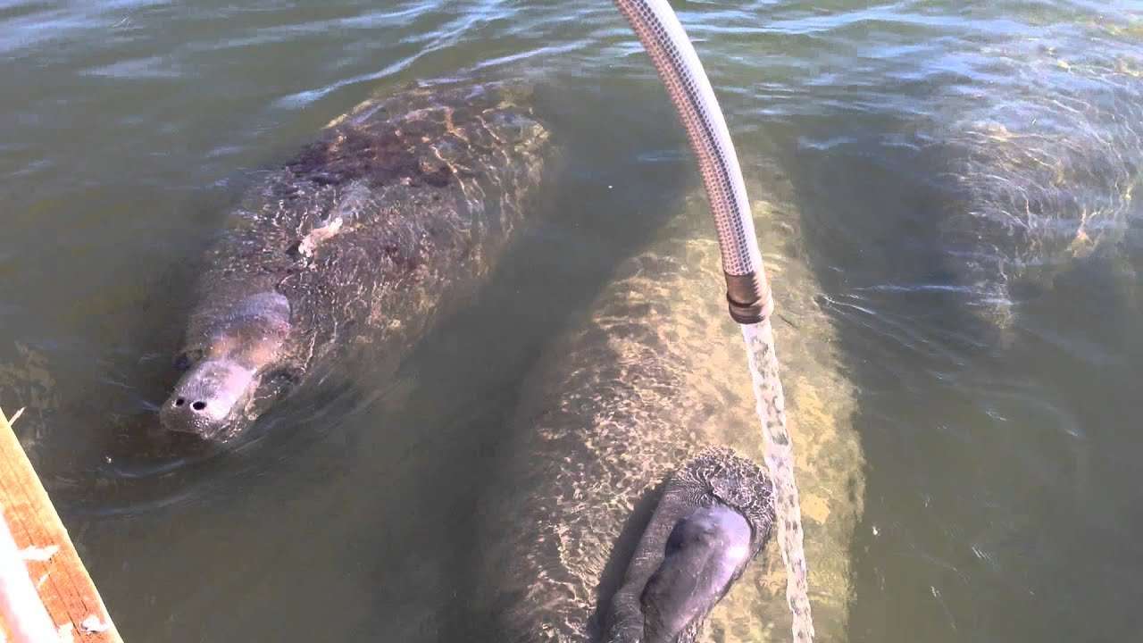 How Do Manatees Drink Water
