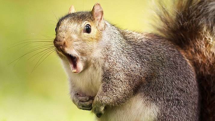 Are Squirrels Aggressive