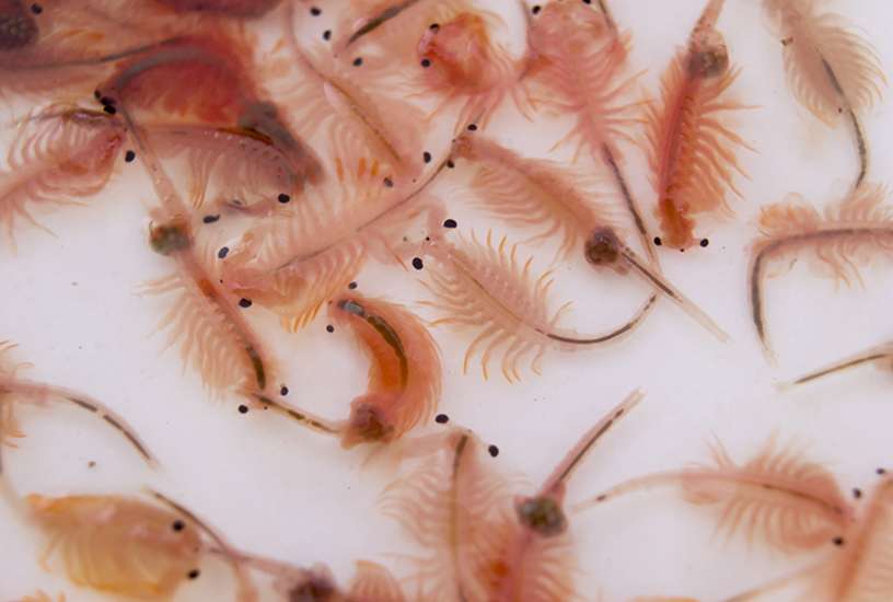How To Separate Brine Shrimp From Eggs