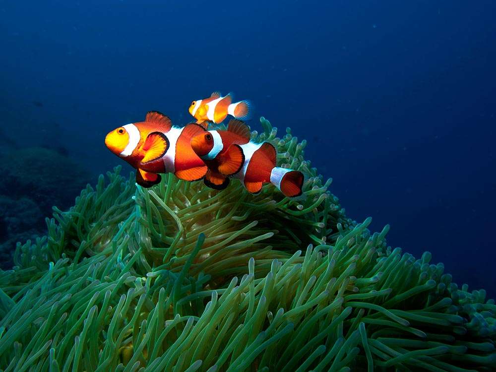 How Many Eggs Do Clownfish Lay
