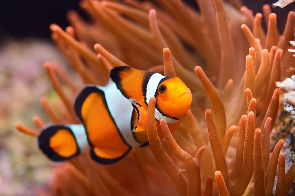 Do Clownfish Eat Their Own Eggs