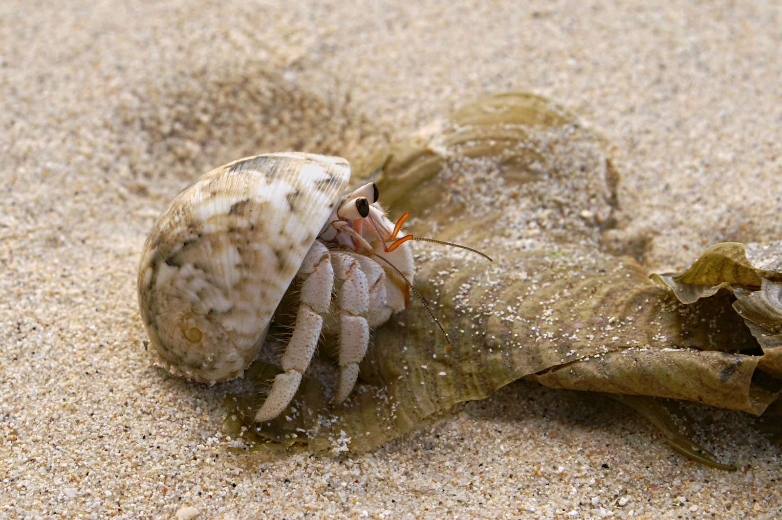 How Big Should A Hermit Crab Tank Be