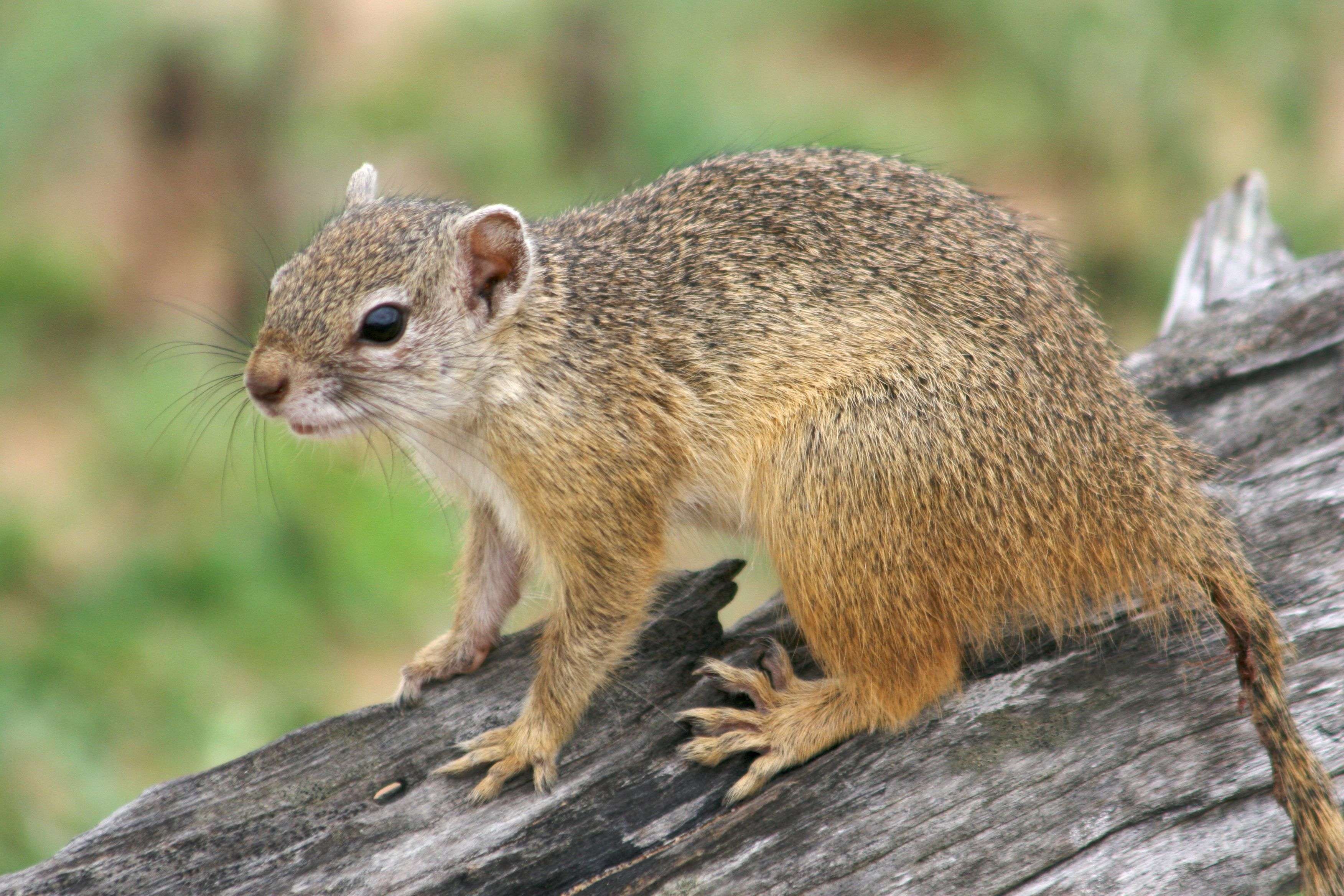 What Is A Ground Squirrel
