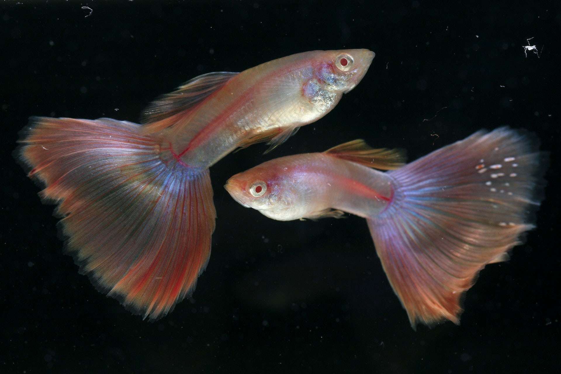 Are Guppies Freshwater Fish
