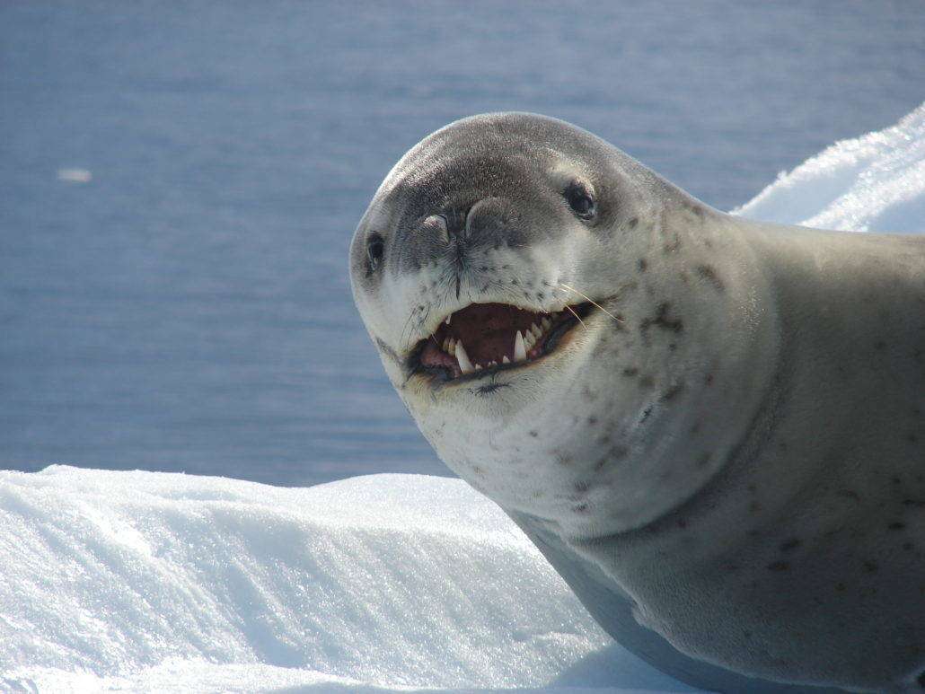 Are Seals Vicious
