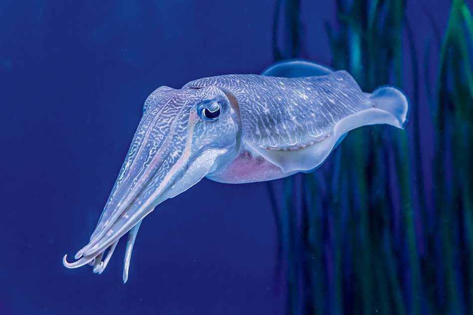 Do Cuttlefish Have Bones
