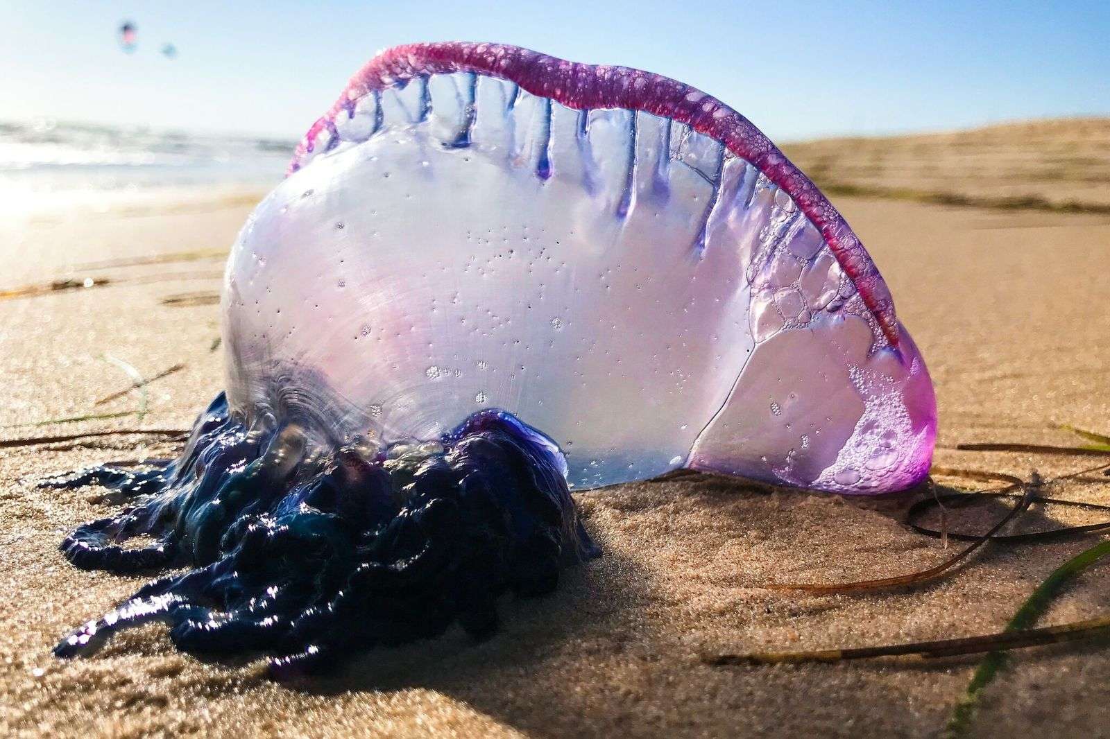 When Are Jellyfish Most Active In Galveston Texas
