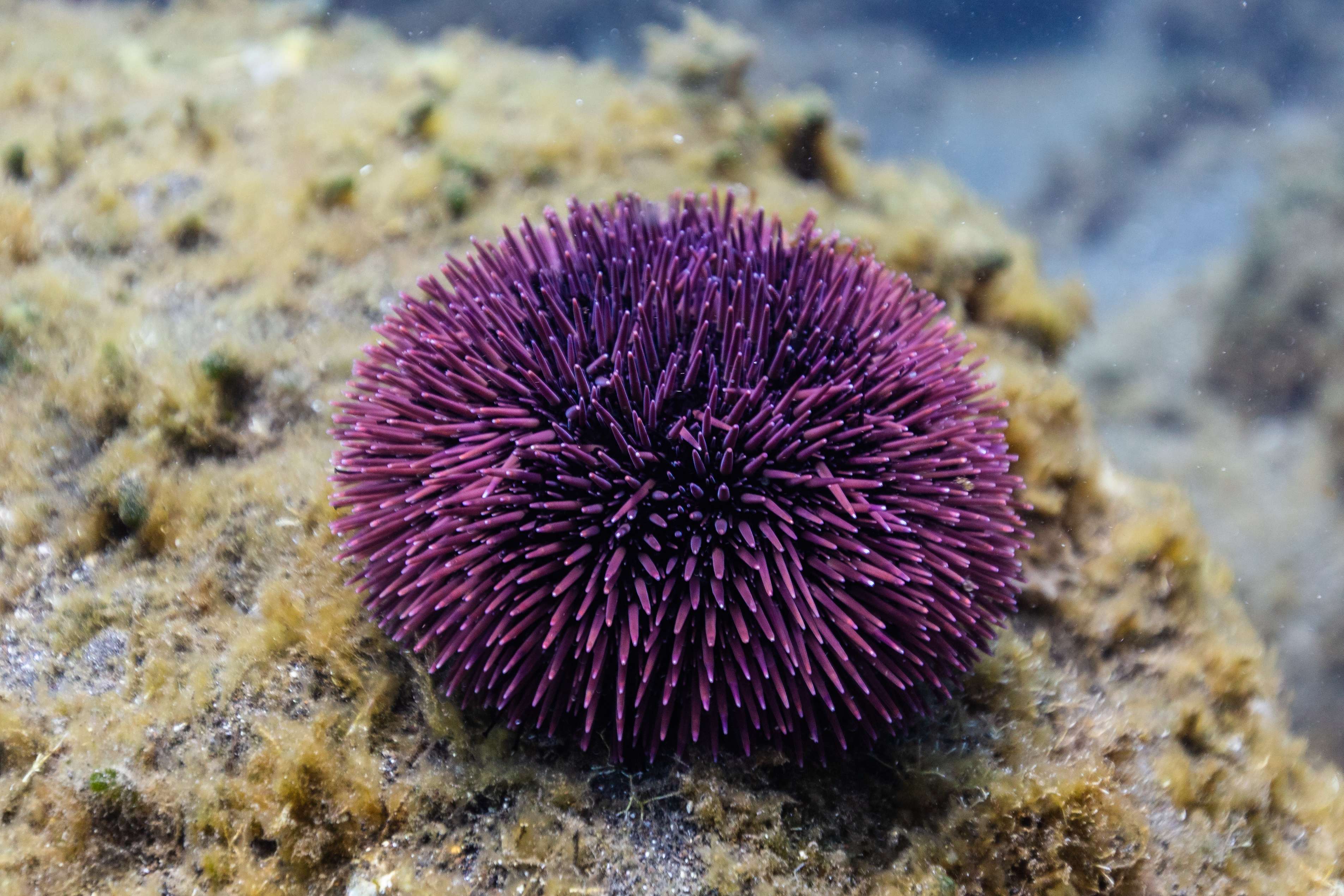 What Are Sea Urchins Used For
