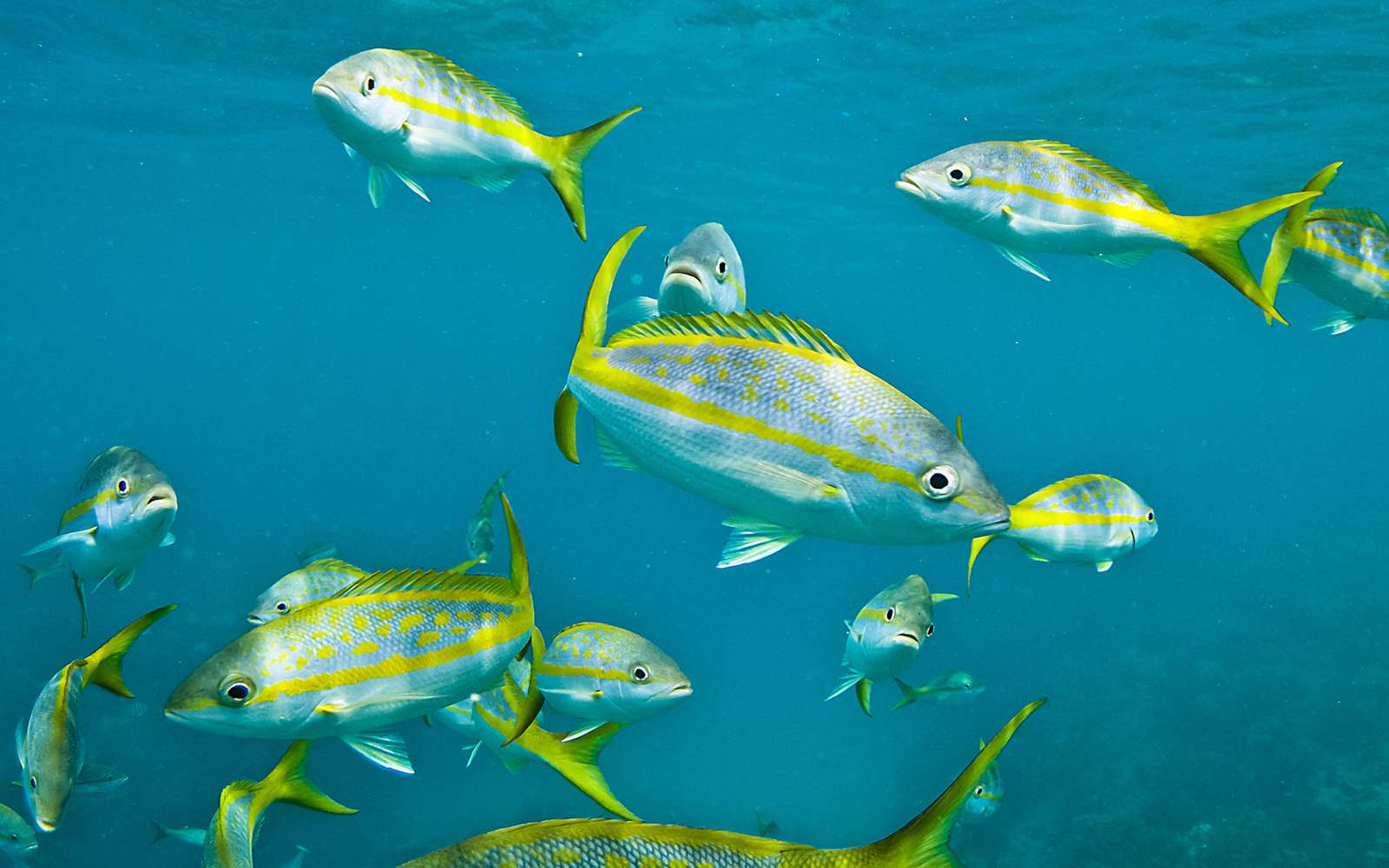 What Is Yellowtail Fish