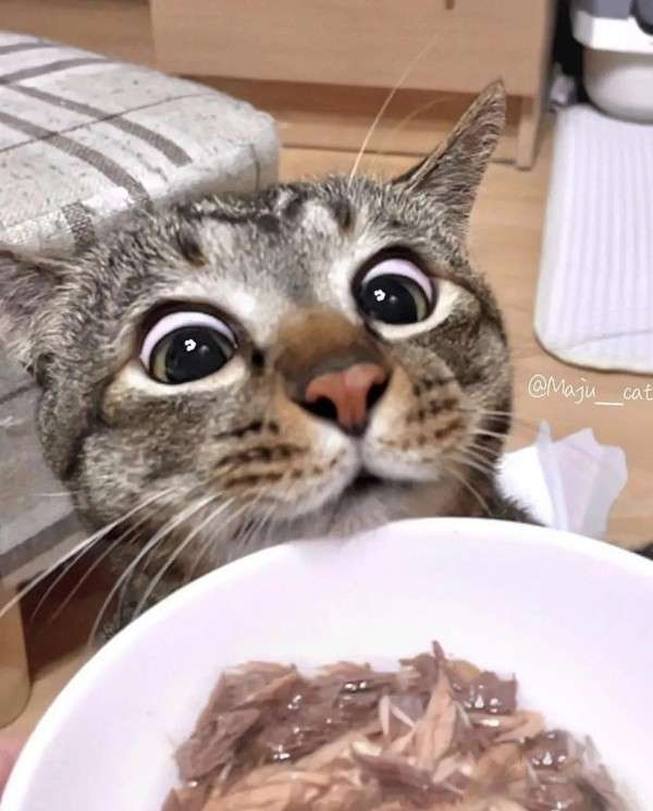 음식만 보면 눈 돌아가는 고양이