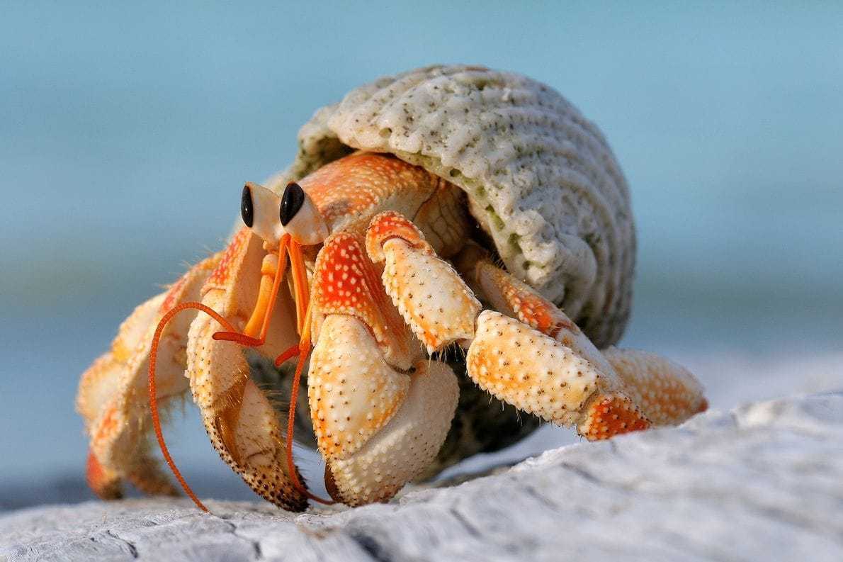 Are Hermit Crabs Arthropods