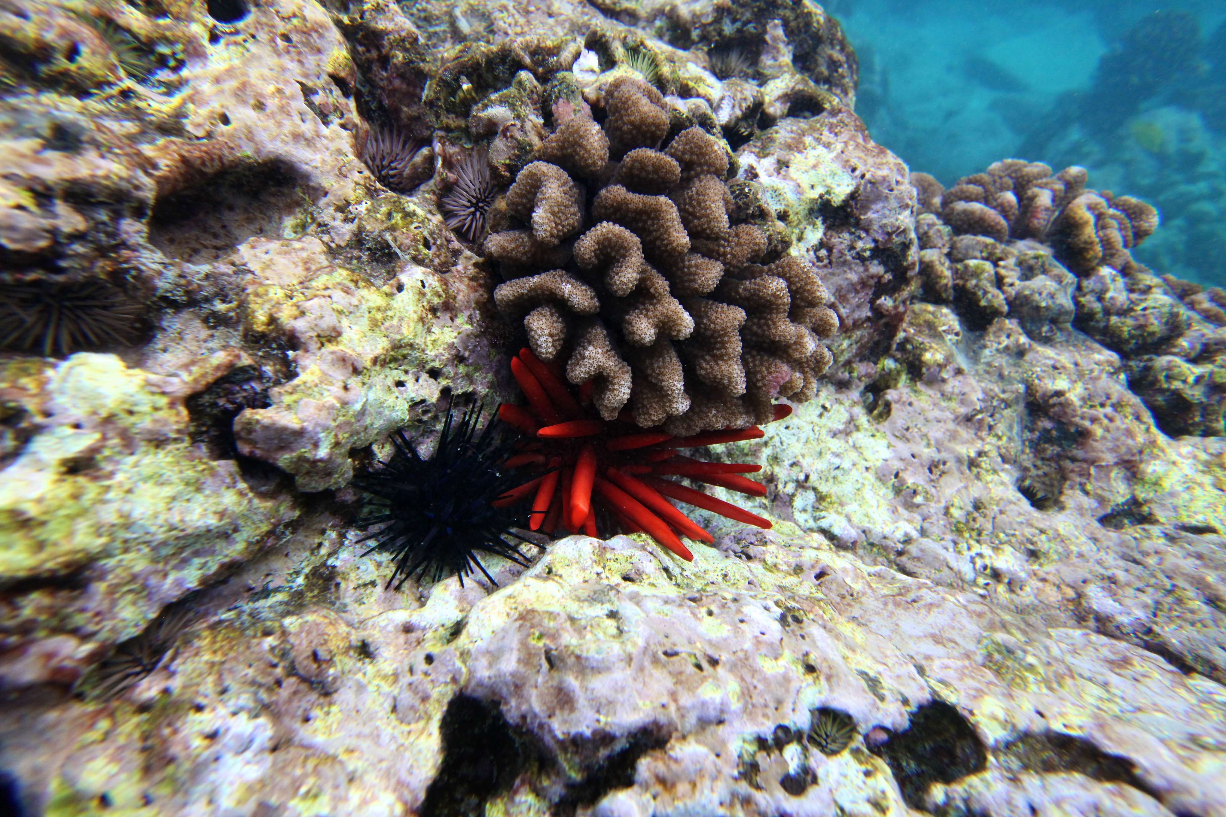 Are Sea Urchins In Hawaii Poisonous
