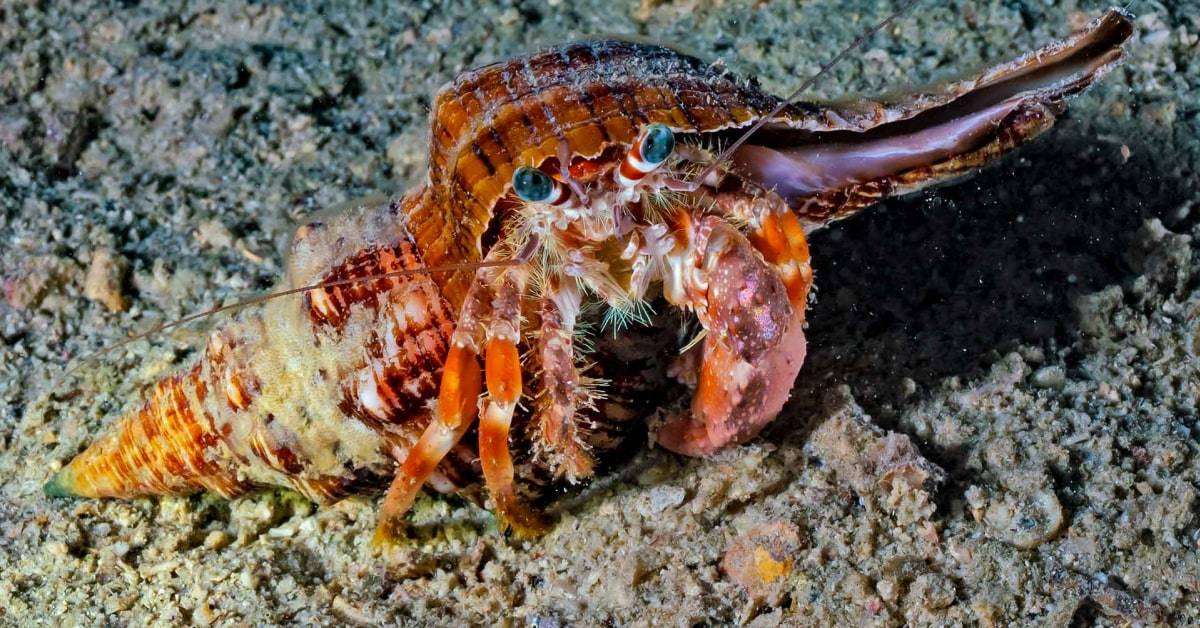 Can Hermit Crabs Breathe Underwater