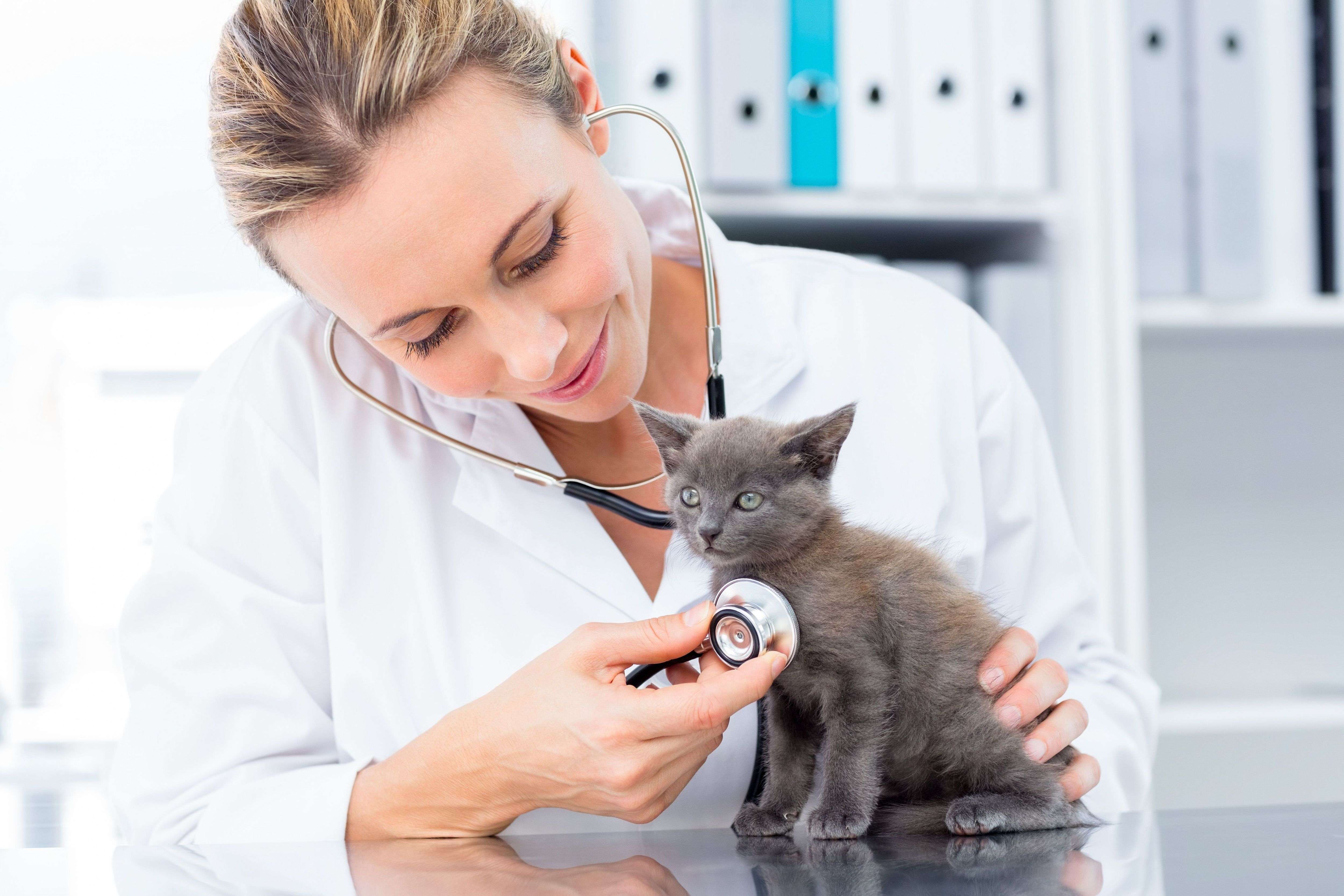 How Much Does A Small Animal Vet Make It