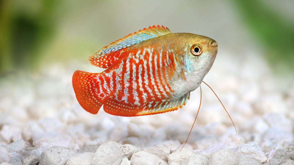 How Many Gouramis Should Be Kept Together