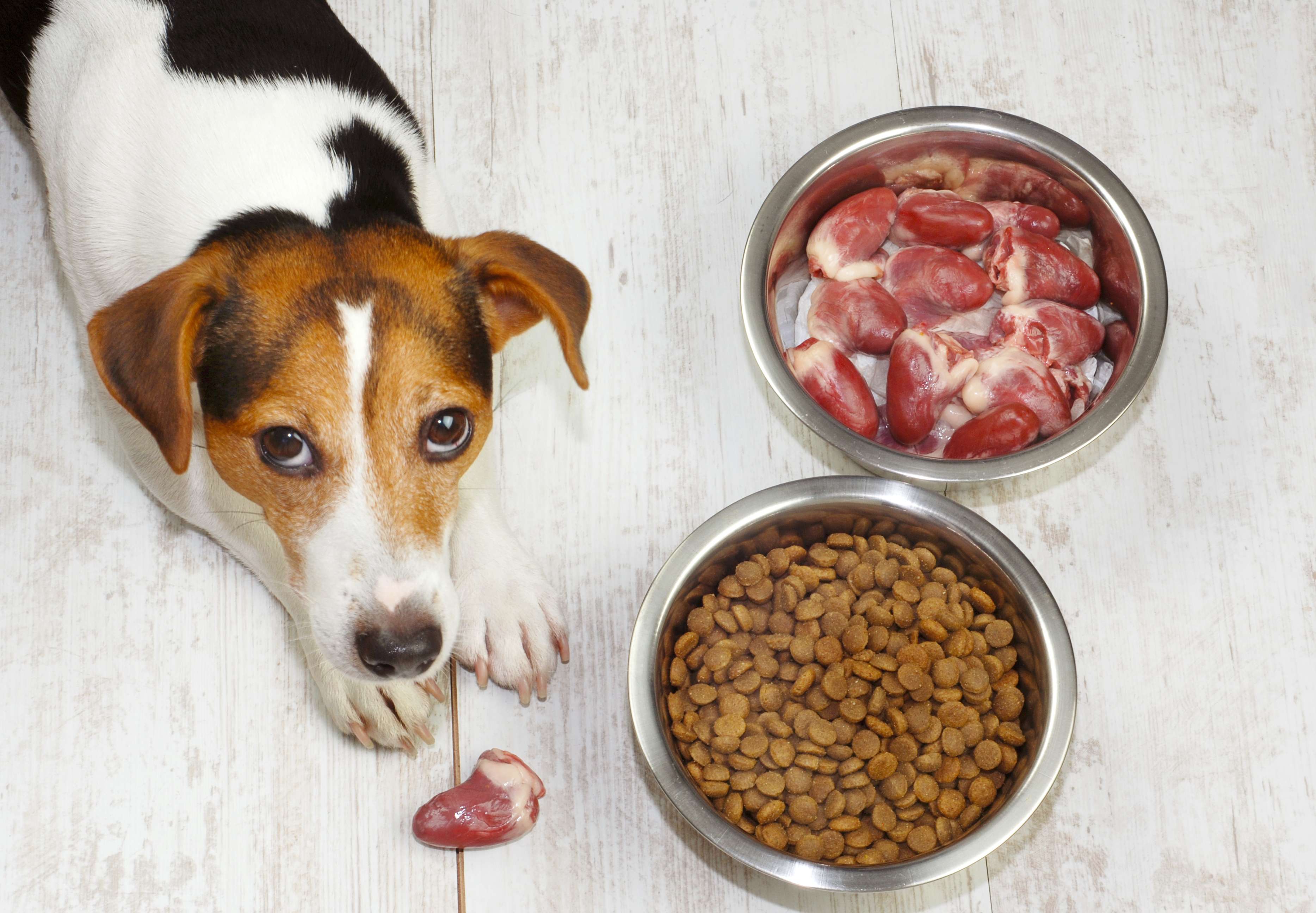 How Much Protein In Dog Food 
