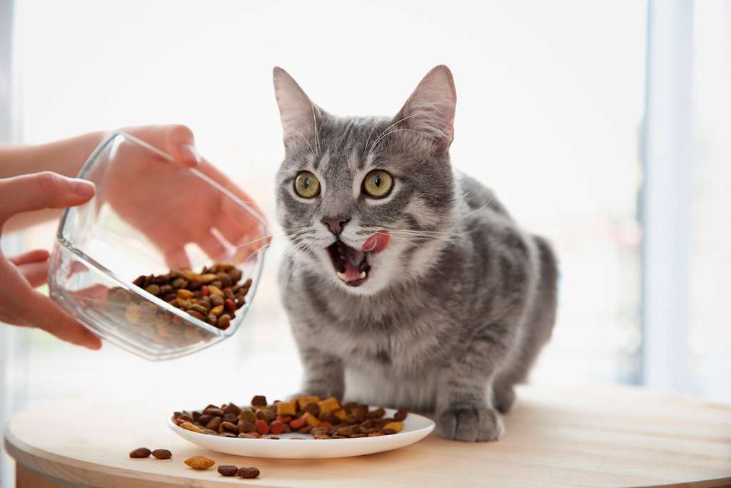 How Long Is Wet Cat Food Good For 